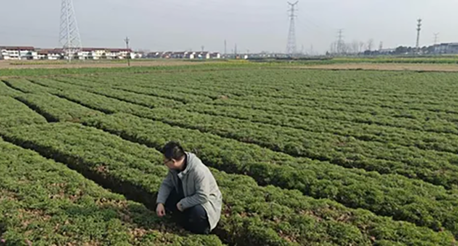 未雨绸缪探实情 精准施策控成本——6686体育手机客户端深入延胡索产区开展专项调研